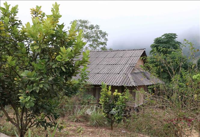 Trong ảnh: Tại bản Lĩnh, nhiều diện tích đất trống, đất hoang, cằn cỗi đã được người dân địa phương cải tạo, trồng các loại cây ăn quả và áp dụng khoa học kỹ thuật vào chăm sóc. Ảnh: Xuân Tiến – TTXVN 