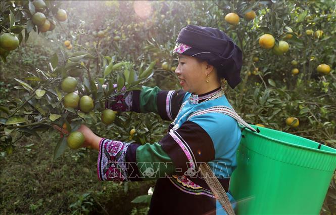 Trong ảnh: Chị Lò Dìn Phủng, dân tốc Bố Y, thôn Lao Chải, thị trấn Mường Khương, thu hoạch quýt chính vụ. Ảnh: Quốc Khánh - TTXVN 