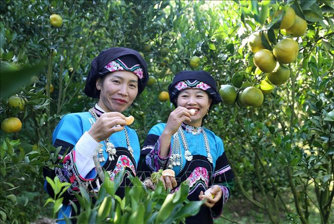 Trong ảnh: Niềm vui của đồng bào dân tộc Bố Y, xã Lao Chải, thị trấn Mường Khương, khi quả quýt năm nay được mùa, được giá. Ảnh: Quốc Khánh - TTXVN