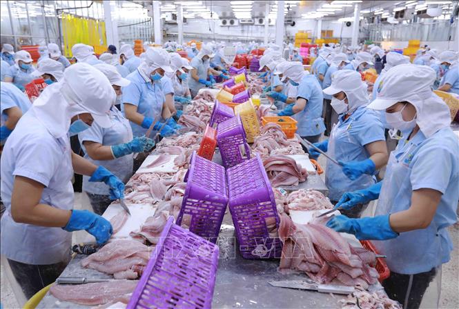 Công ty Navico hiện có 3 nhà máy chế biến cá tra và cá ba sa xuất khẩu, tạo việc làm ổn định cho 6.300 lao động với mức thu nhập hơn 7 triệu đồng/người/tháng. Ảnh: Vũ Sinh - TTXVN