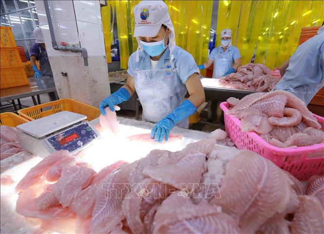 Phân loại sản phẩm cá tra phi lê tại nhà máy của Công ty Navico. Ảnh: Vũ Sinh - TTXVN