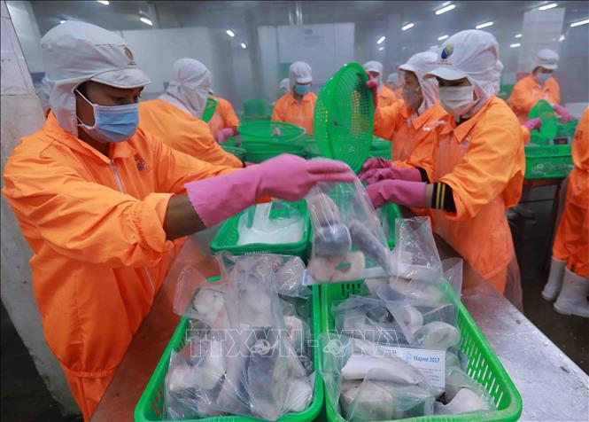 Đóng gói sản phẩm cá tra đông lạnh tại nhà máy của Công ty Navico. Ảnh: Vũ Sinh - TTXVN