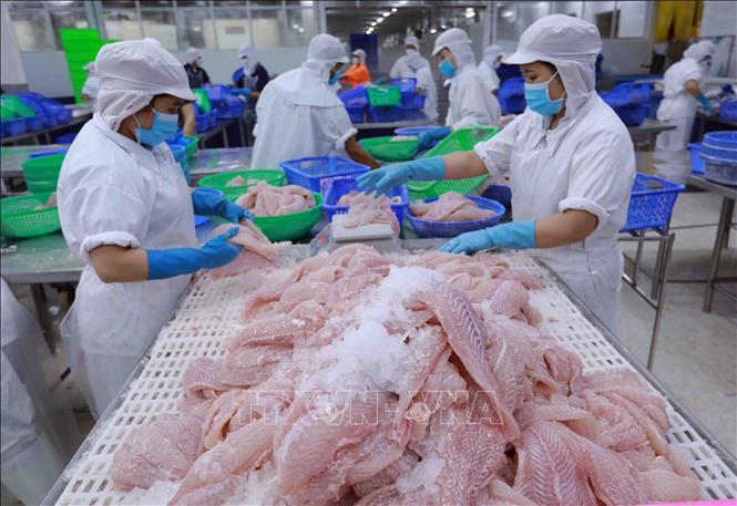 Dây chuyền chế biến cá tra xuất khẩu tại nhà máy của Công ty Navico. Ảnh: Vũ Sinh - TTXVN