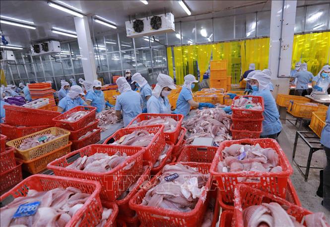 Công ty Navico hiện có 3 nhà máy chế biến cá tra và cá ba sa xuất khẩu, tạo việc làm ổn định cho 6.300 lao động với mức thu nhập hơn 7 triệu đồng/người/tháng. Ảnh: Vũ Sinh - TTXVN