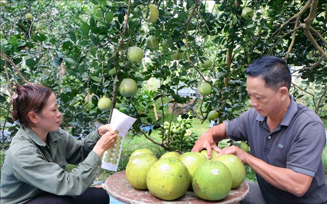 Trong ảnh: Vợ chồng chị Phạm Thị Thêm tại khu Chí, xã Chí Đám (Đoan Hùng, Phú Thọ) dán tem truy xuất nguồn gốc lên sản phẩm bưởi Sửu trước khi đưa đi ra thị trường tiêu thụ. Ảnh: Trung Kiên - TTXVN