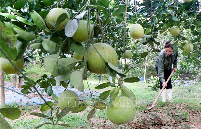 Trong ảnh: Chị Phạm Thị Thêm chăm sóc vườn bưởi Sửu trồng theo tiêu chuẩn VietGap tại khu Chí, xã Chí Đám (Đoan Hùng, Phú Thọ). Ảnh: Trung Kiên – TTXVN