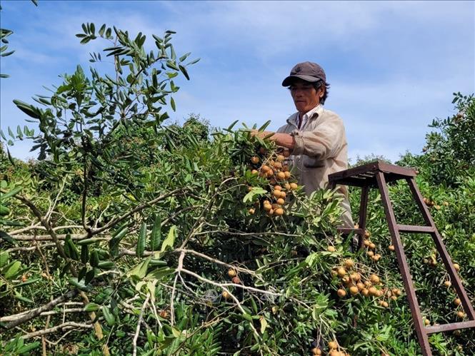 Nham Tam Cooperative in Xuyen Moc district harvests longan for export. VNA Photo: Hoàng Nhị