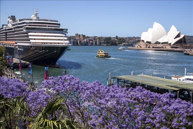 Trong ảnh: Hoa phượng tím nở rộ tại Sydney, Australia, ngày 8/11/2022. Ảnh: THX/TTXVN