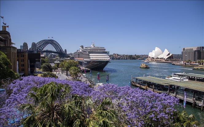 Trong ảnh: Hoa phượng tím nở rộ tại Sydney, Australia, ngày 8/11/2022. Ảnh: THX/TTXVN