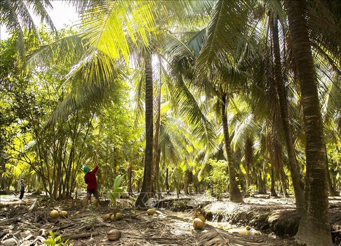 An organic coconut area in Thoi Thanh commune, Thanh Phu district, Ben Tre province. VNA Photo: Hồng Đạt