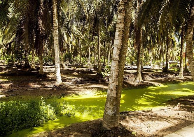 An organic coconut area in Thoi Thanh commune, Thanh Phu district, Ben Tre province. VNA Photo: Hồng Đạt
