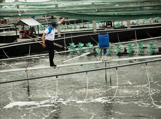 A hi-tech shrimp farm Thanh Phu district, Ben Tre province. VNA Photo: Hồng Đạt