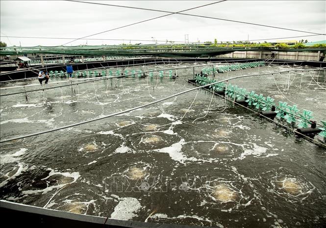 A hi-tech shrimp farm Thanh Phu district, Ben Tre province. VNA Photo: Hồng Đạt