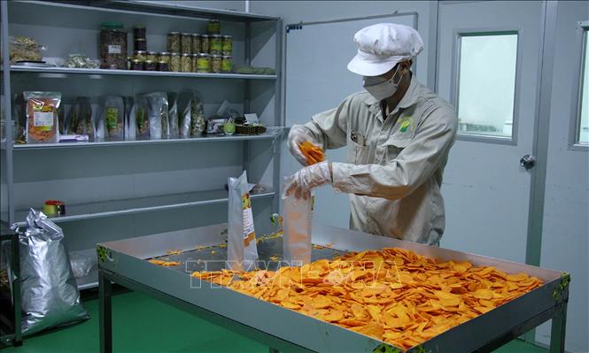 Trong ảnh: Đóng gói sản phẩm sấy củ quả bằng công nghệ sấy lạnh của Công ty Cổ phần Hasafood Nghệ An. Ảnh: Văn Tý - TTXVN