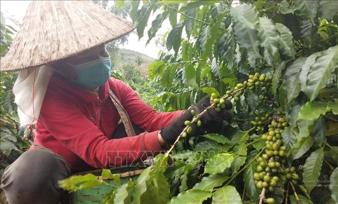 Trong ảnh: Người dân thành phố Sơn La, tỉnh Sơn La thu hái cà phê. Ảnh: TTXVN phát.