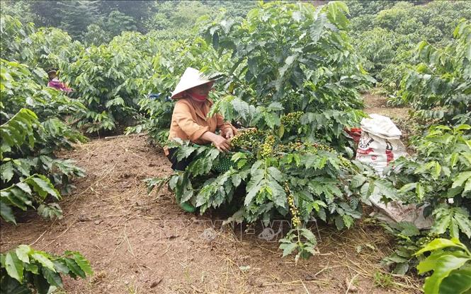 Trong ảnh: Người dân thành phố Sơn La, tỉnh Sơn La thu hái cà phê. Ảnh: TTXVN phát.