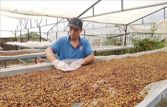 Trong ảnh: Sản phẩm nhân cà phê được trồng ở thành phố Sơn La, tỉnh Sơn La. Ảnh: TTXVN phát.