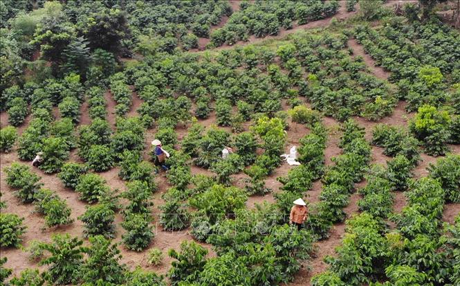 Trong ảnh: Cây cà phê được trồng ở thành phố Sơn La, tỉnh Sơn La. Ảnh: TTXVN phát.