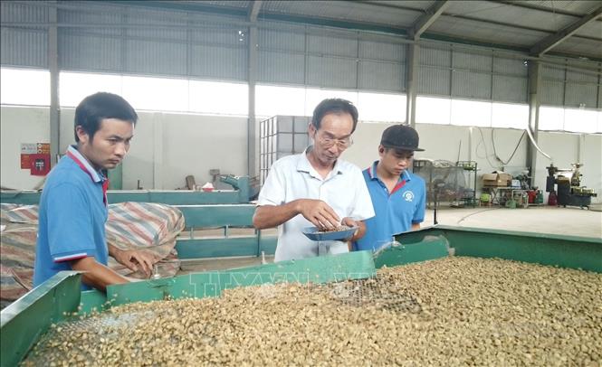 Trong ảnh: Sản phẩm nhân cà phê của Hợp tác xã cà phê Bích Thao ở thành phố Sơn La, tỉnh Sơn La. Ảnh: TTXVN phát.