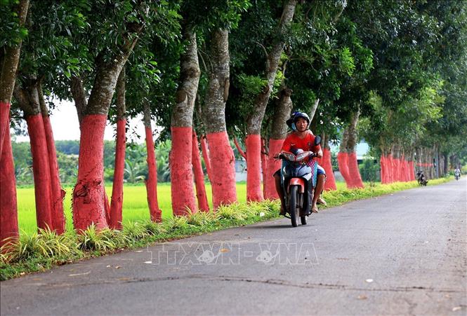 A rural road in Lang Minh commune, Xuan Loc district. VNA Photo: Hồng Đạt 