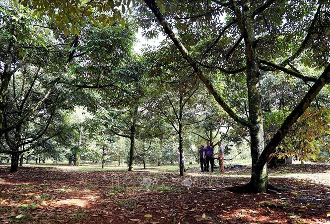 A durian plantation using high technologies in Xuan Dinh commune, Xuan Loc district. VNA Photo: Hồng Đạt 