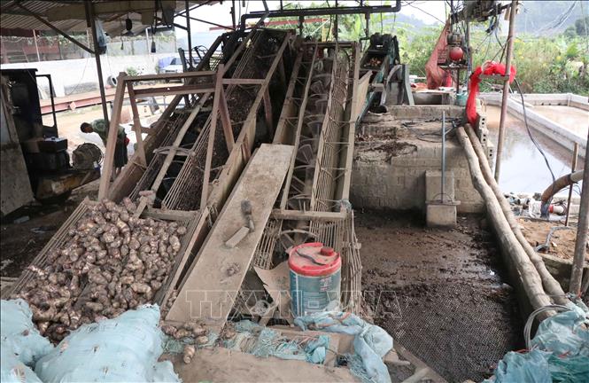 Hệ thống guồng tải, đưa củ dong riềng lên cao để rửa sạch trước khi sơ chế củ dong riềng. Ảnh: Xuân Tiến – TTXVN 