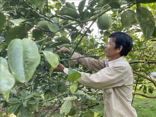 Trong ảnh: Chăm sóc vườn bưởi ở Hợp tác xã bưởi da xanh Sông Xoài, thị xã Phú Mỹ (Bà Rịa - Vũng Tàu). Ảnh: TTXVN phát