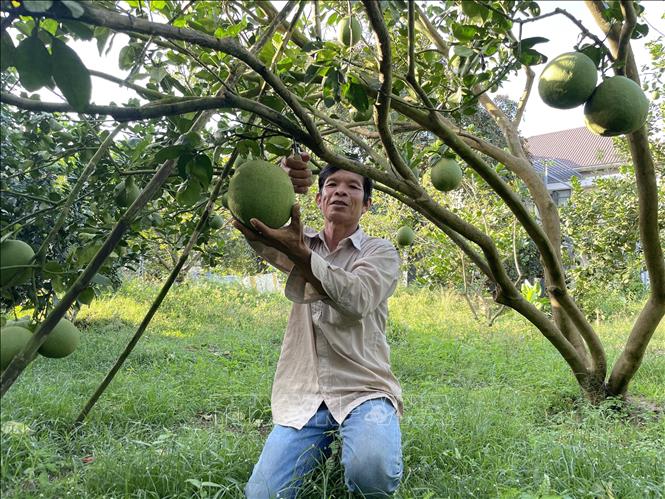 Trong ảnh: Thu hoạch bưởi da xanh tại Hợp tác xã bưởi đã xanh Sông Xoài, thị xã Phú Mỹ (Bà Rịa - Vũng Tàu). Ảnh: TTXVN phát