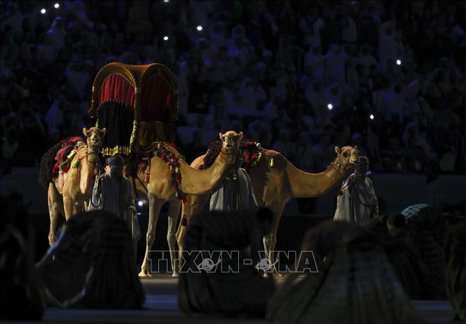 Trong ảnh: Những chú lạc đà, hình ảnh đặc trưng của vùng Trung Đông, xuất hiện trong lễ khai mạc World Cup 2022 trên sân Al Bayt ở Al Khor, Qatar ngày 20/11/2022. Ảnh: THX/TTXVN