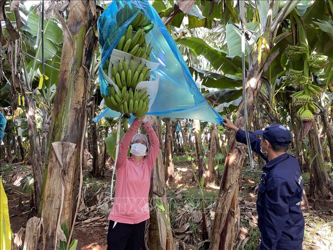 Công nhân Công ty Cổ phần cao su Thống Nhất kiểm tra độ phát triển của chuối già Nam Mỹ. Ảnh: Hồng Nhung - TTXVN