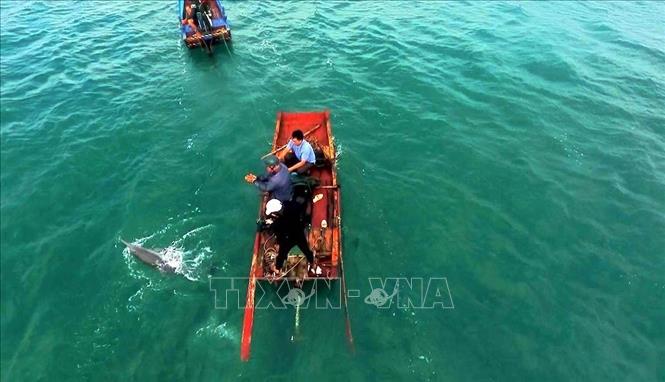 Trong ảnh: Ngư dân dùng thuyền đưa cá heo ra vùng nước sâu hơn. Ảnh: TTXVN phát