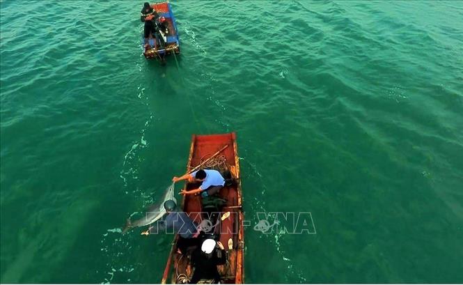 Trong ảnh: Ngư dân dùng thuyền đưa cá heo ra vùng nước sâu hơn. Ảnh: TTXVN phát