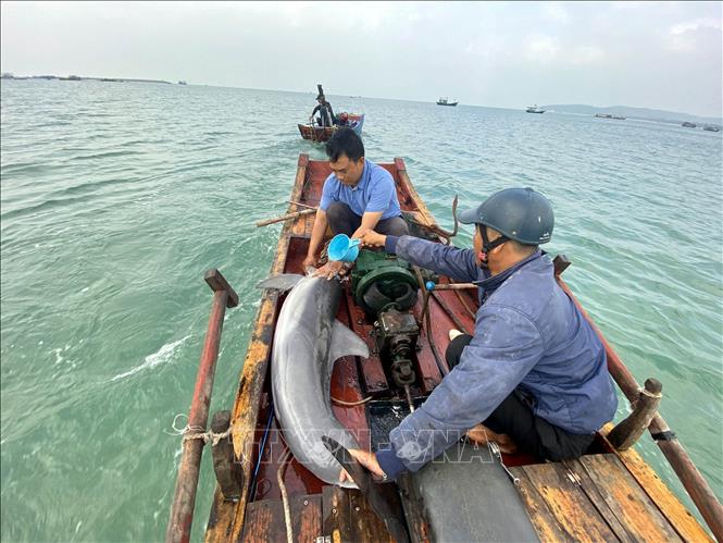 Trong ảnh: Ngư dân dùng thuyền đưa cá heo ra vùng nước sâu hơn. Ảnh: TTXVN phát