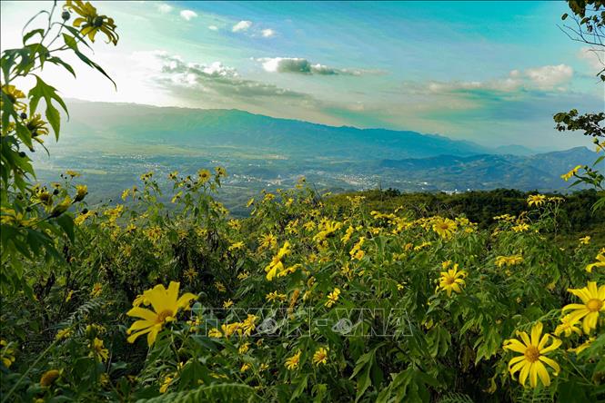 northern-province-of-dien-bien-brighten-with-wild-sunflowers-vna
