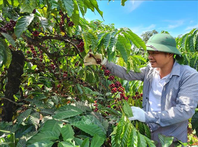Trong ảnh: Cà phê được anh Hân thu hái thủ công, chọn những quả chín đều. Ảnh: Hồng Điệp - TTXVN
