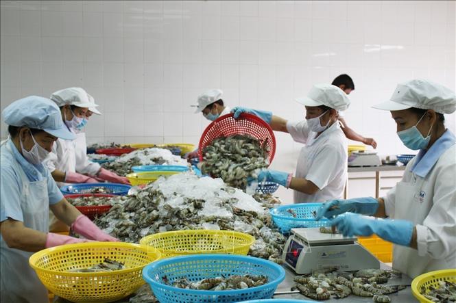 Processing shrimp for export in Bac Lieu province. VNA Photo: Tuấn Kiệt