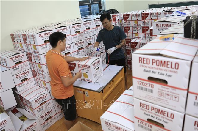 Trong ảnh: Bưởi đỏ Tân Lạc được đóng hộp chuẩn bị xuất khẩu. Ảnh: Trọng Đạt-TTXVN