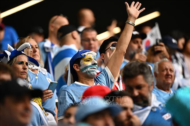 Cổ động viên Uruguay cổ vũ đội nhà. Ảnh: AFP/ TTXVN