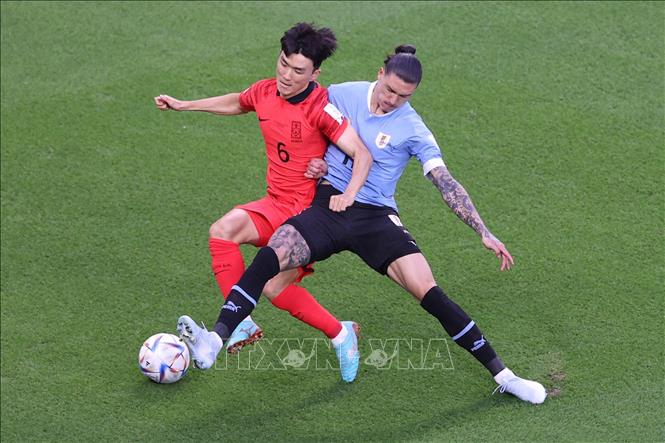 Tiền vệ Hàn Quốc Hwang In-beom (trái) tranh bóng với tiền đạo Uruguay Darwin Nunez trong trận đấu. Ảnh: AFP/ TTXVN
