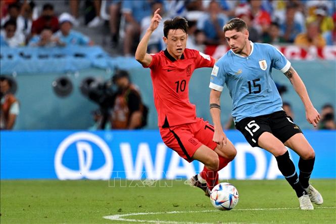 Tiền vệ Uruguay Federico Valverde (phải) kiểm soát bóng trước Lee Jae-sung của Hàn Quốc trong trận đấu. Ảnh: AFP/ TTXVN