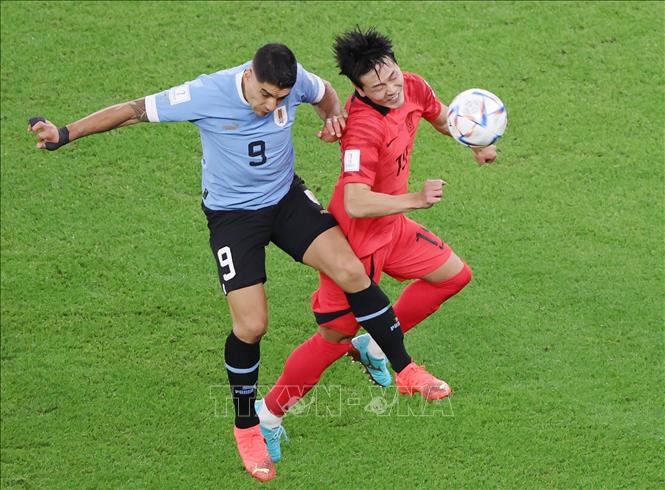 Kim Young-gwon (phải, Hàn Quốc) tranh bóng với Luis Suarez (Uruguay). Ảnh: Yonhap/ TTXVN