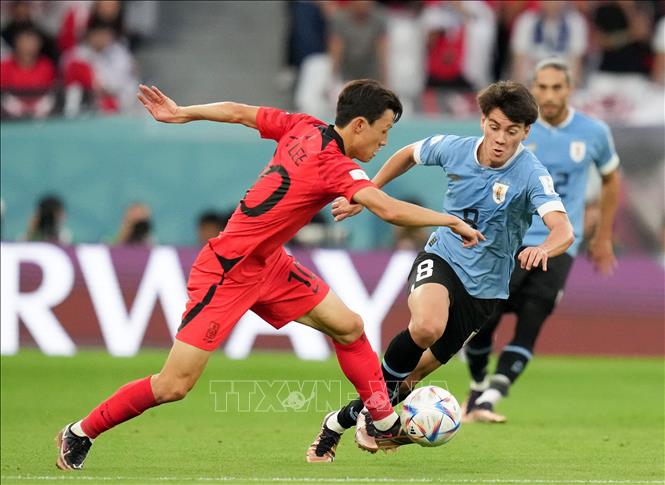 Cầu thủ Lee Jae-sung (trái, tuyển Hàn Quốc) nỗ lực tranh bóng với Facundo Pellistri (tuyển Uruguay). Ảnh: THX/ TTXVN