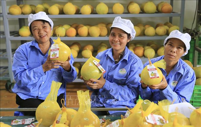 First red-flesh grapefruits of Hoa Binh province exported to the UK. VNA Photo: Trọng Đạt