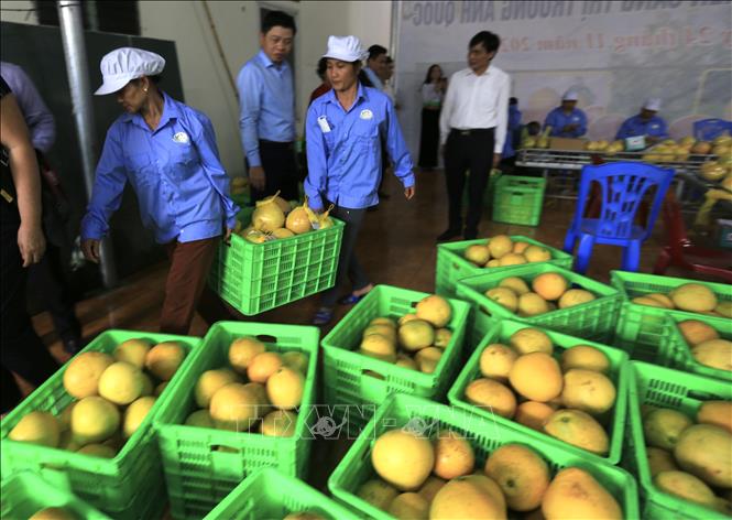 Classifying red-flesh grapefruits for exporting to the UK. VNA Photo: Trọng Đạt