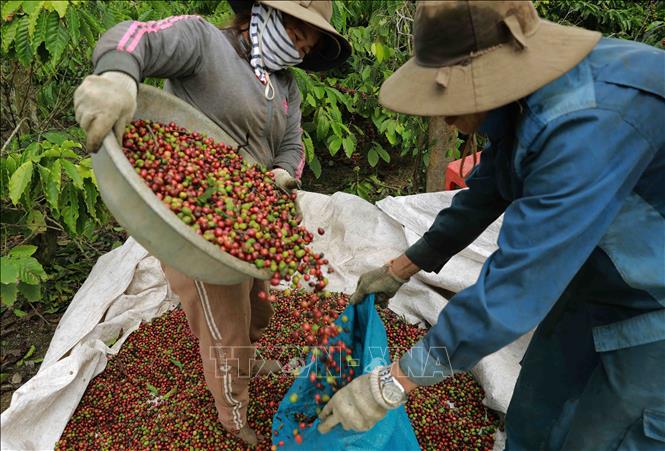 Farmer Le Van Cuong in Krong No district, Dak Nong province has one hectare of specialty coffee that yields 3.5 tonnes of green beans annually. The household sells their beans to local processing businesses that earns them 120 million VND (US$4,845). VNA Photo: Vũ Sinh 
