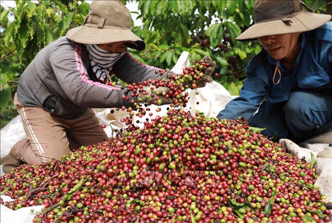 For the 2022-2023 harvest year, farmers in Dak Nong province reap an average yield of 2.8 tonnes/hectare over 135,000 hectares of coffee. VNA Photo: Vũ Sinh 
