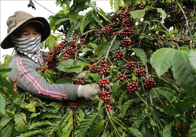 Careful selection of ripe coffee fruits, with up to 90 - 95% of ripe coffee fruits in a batch of specialty coffee, is the source of the unique coffee taste. VNA Photo: Vũ Sinh 