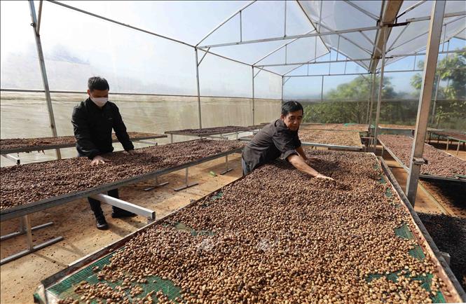 Workers dry coffee beans at BaZan Co.Ltd.,. The company provides 60 tonnes of roasted coffee annually to domestic and Italian and European markets. VNA Photo: Vũ Sinh 
