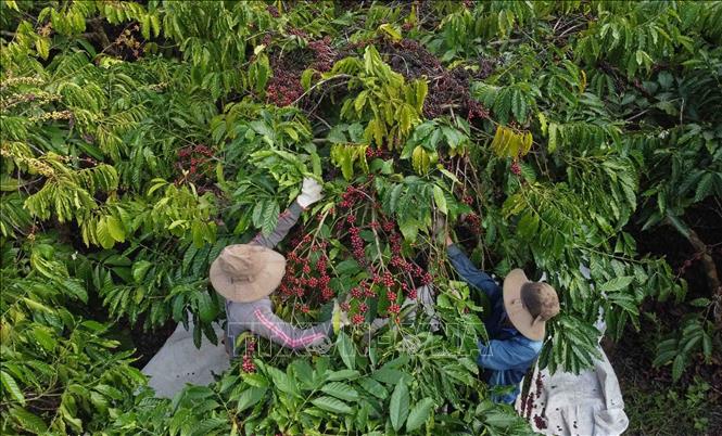 Farmer Le Van Cuong in Krong No district, Dak Nong province has one hectare of specialty coffee that yields 3.5 tonnes of green beans annually. The household sells their beans to local processing businesses that earns them an average of 120 million VND annually (US$4,845). VNA Photo: Vũ Sinh 