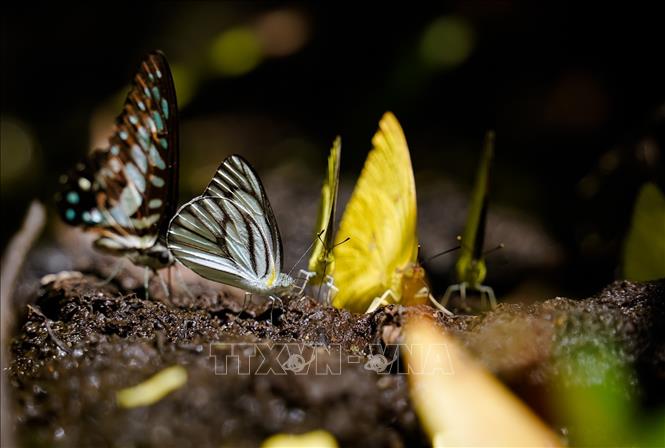 Trong ảnh: Nhiều sinh vật quý được bảo tồn trong Khu Bảo tồn Thiên nhiên - Văn hóa Đồng Nai. Ảnh: Hồng Đạt - TTXVN